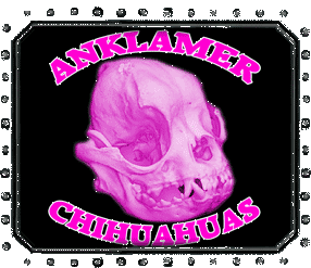 Anklam-Chihuahuas